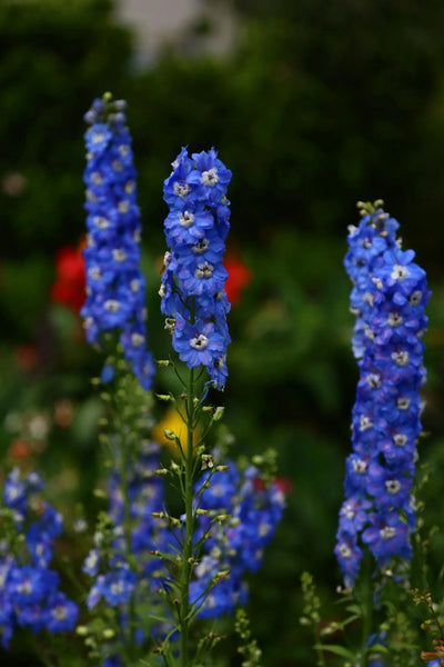 Why You Should Keep Larkspur Flower Seeds In The Fridge