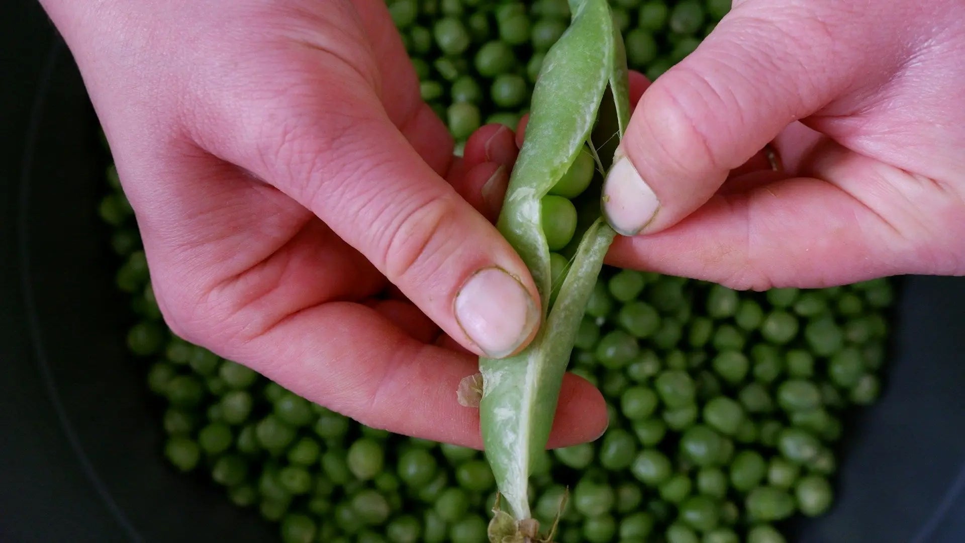 Why You Should Keep Lazy Pea Seeds In The Fridge | Fridge.com