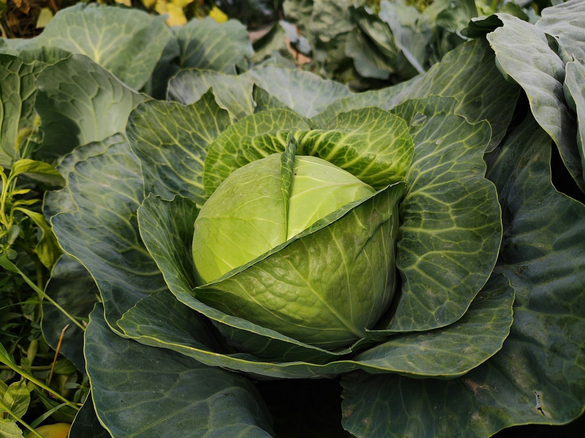 Why You Should Keep Leafy Cabbage Seeds In The Fridge