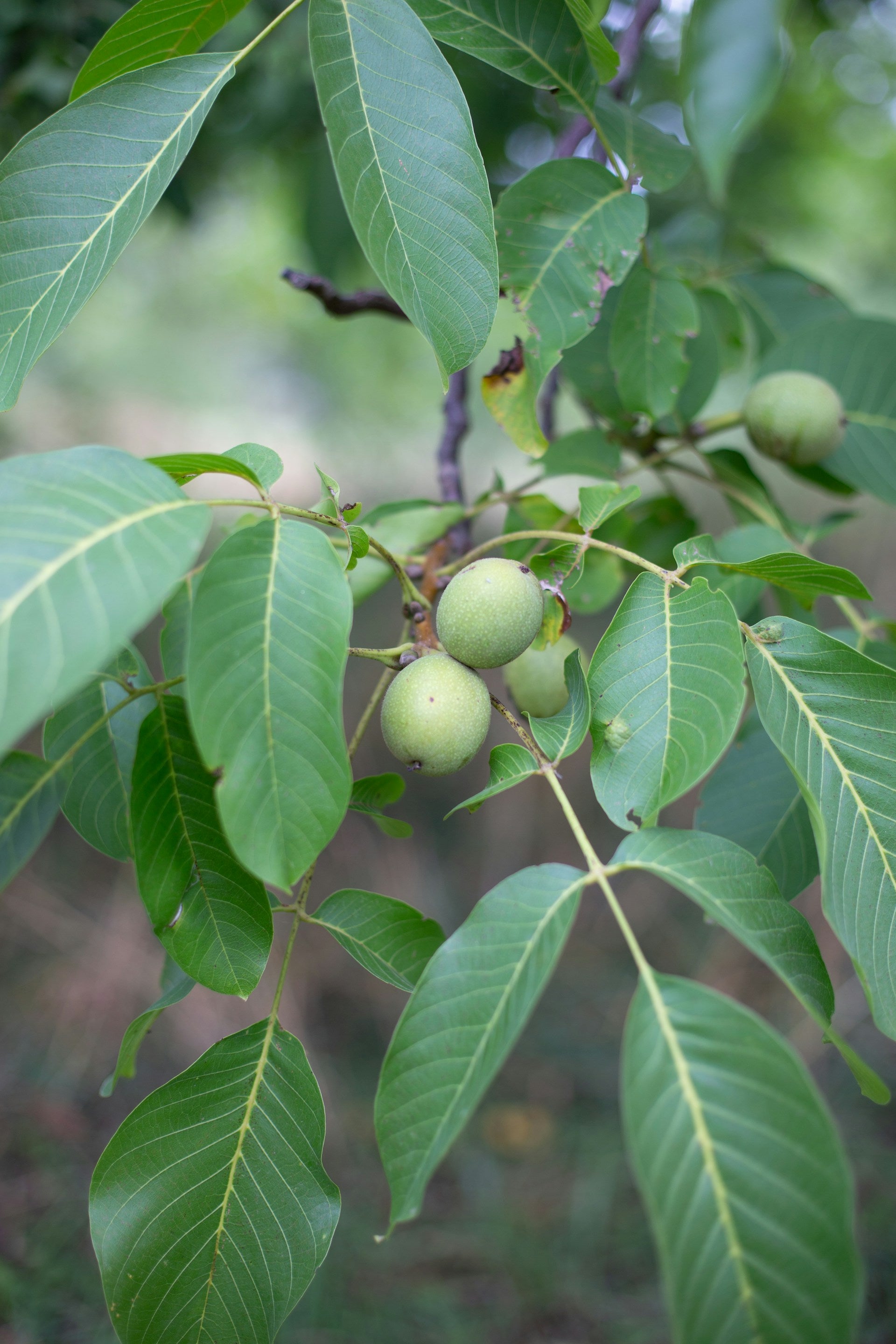 How To Keep Kukui Nut Seeds In The Fridge | Fridge.com