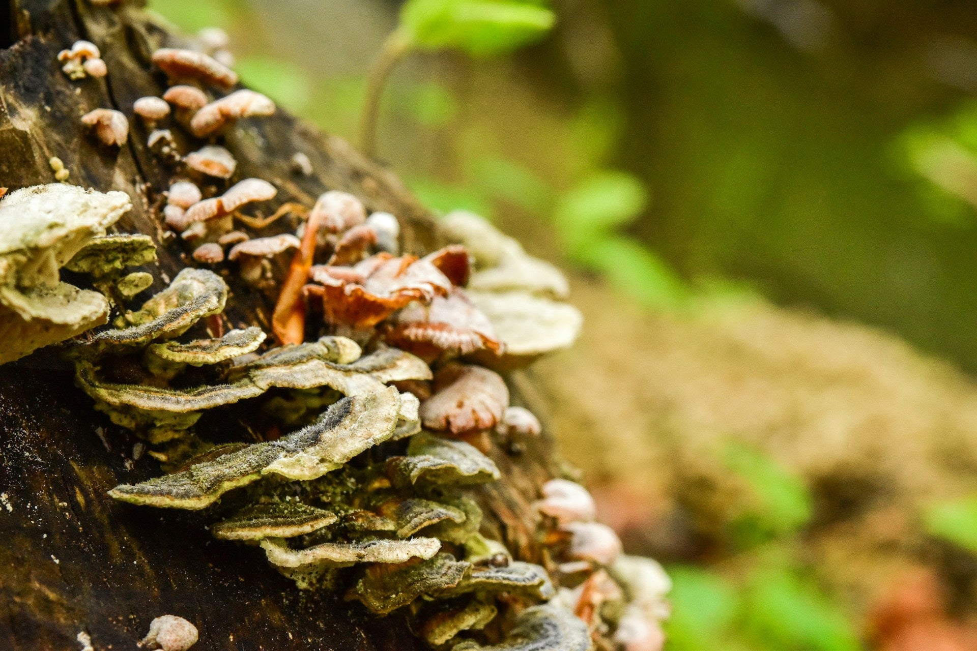 How Long Do Hen Of The Woods Mushrooms Last In The Fridge? | Fridge.com