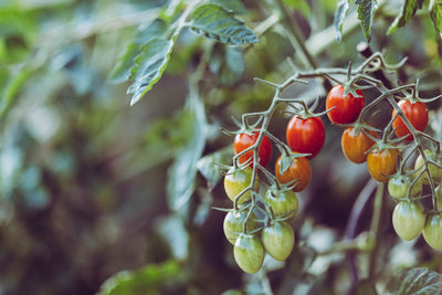 Do-Grape-Tomatoes-Need-To-Be-Refrigerated | Fridge.com