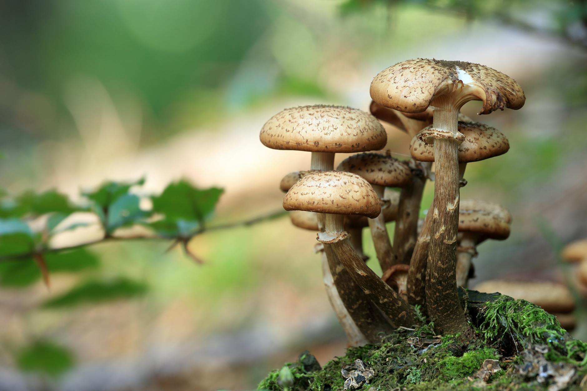 How Long Do Sweet Tooth Mushrooms Last In The Fridge? | Fridge.com