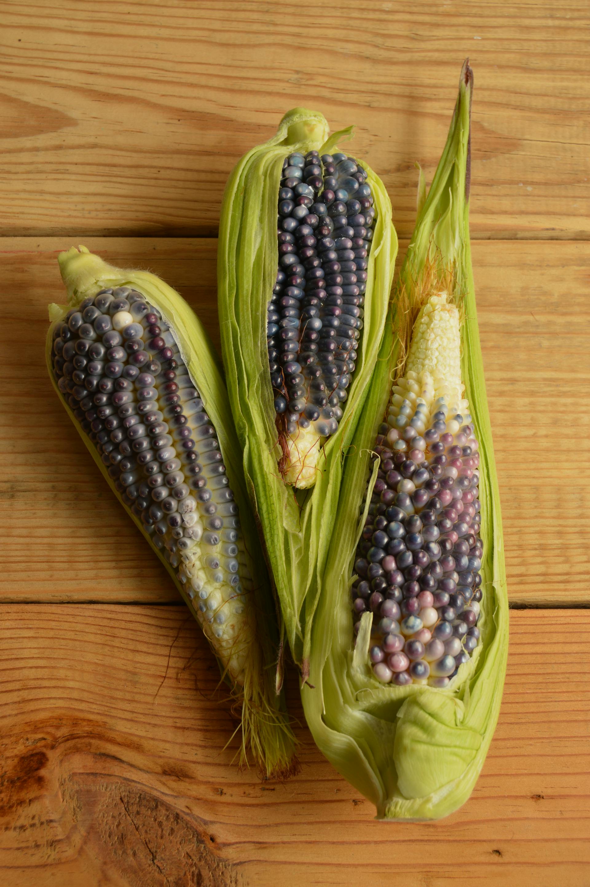 How Long Can Purple Corn Last In The Fridge? | Fridge.com