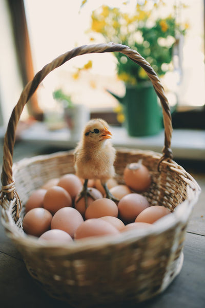 Egg-stend Their Life Prolonging The Freshness Of Eggs In The Fridge