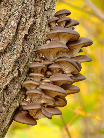 How Long Do Maitake Mushrooms Last In The Fridge?